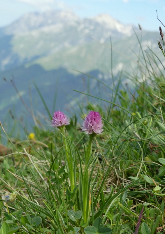 La Nigritella widderi nel Gran Sasso dItalia  luglio 2021.